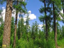 OGŁOSZENIE zakup lasów i gruntów przeznaczonych do zalesienia