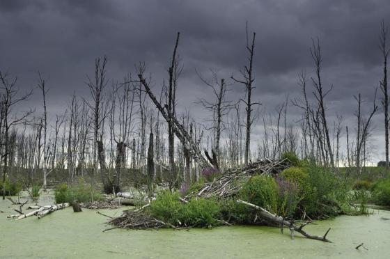 2 lutego obchodzimy World Wetland Day, czyli Światowy Dzień Mokradeł